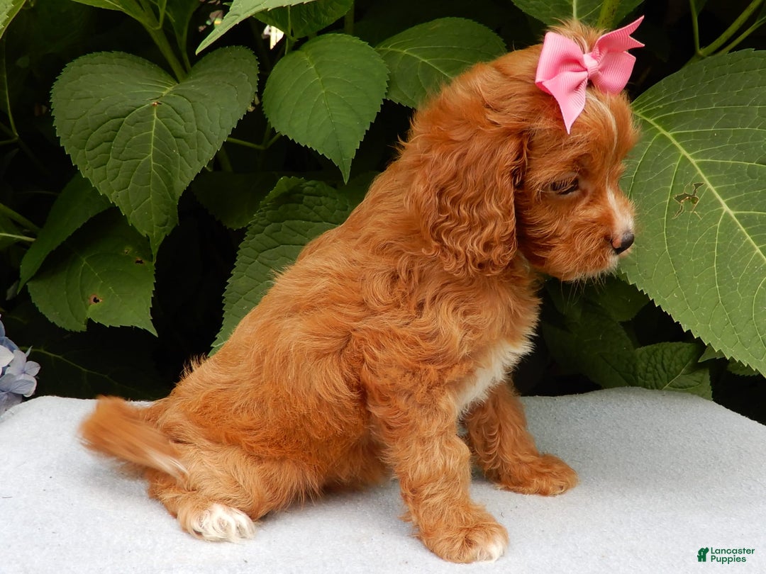 Cavapoo dogs for sale: Penny - Image 5