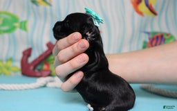 Morkie dogs for sale: Expresso - Image 6