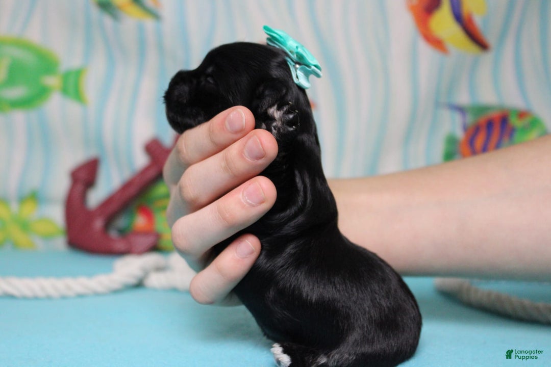 Morkie dogs for sale: Expresso - Image 6