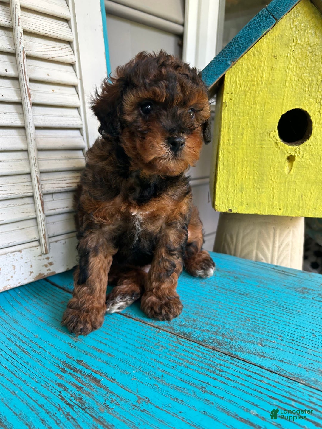 Cavapoo dogs for sale: Bailey - Image 5