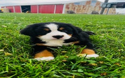 Bernese Mountain Dog dogs for sale: Joker - Image 9