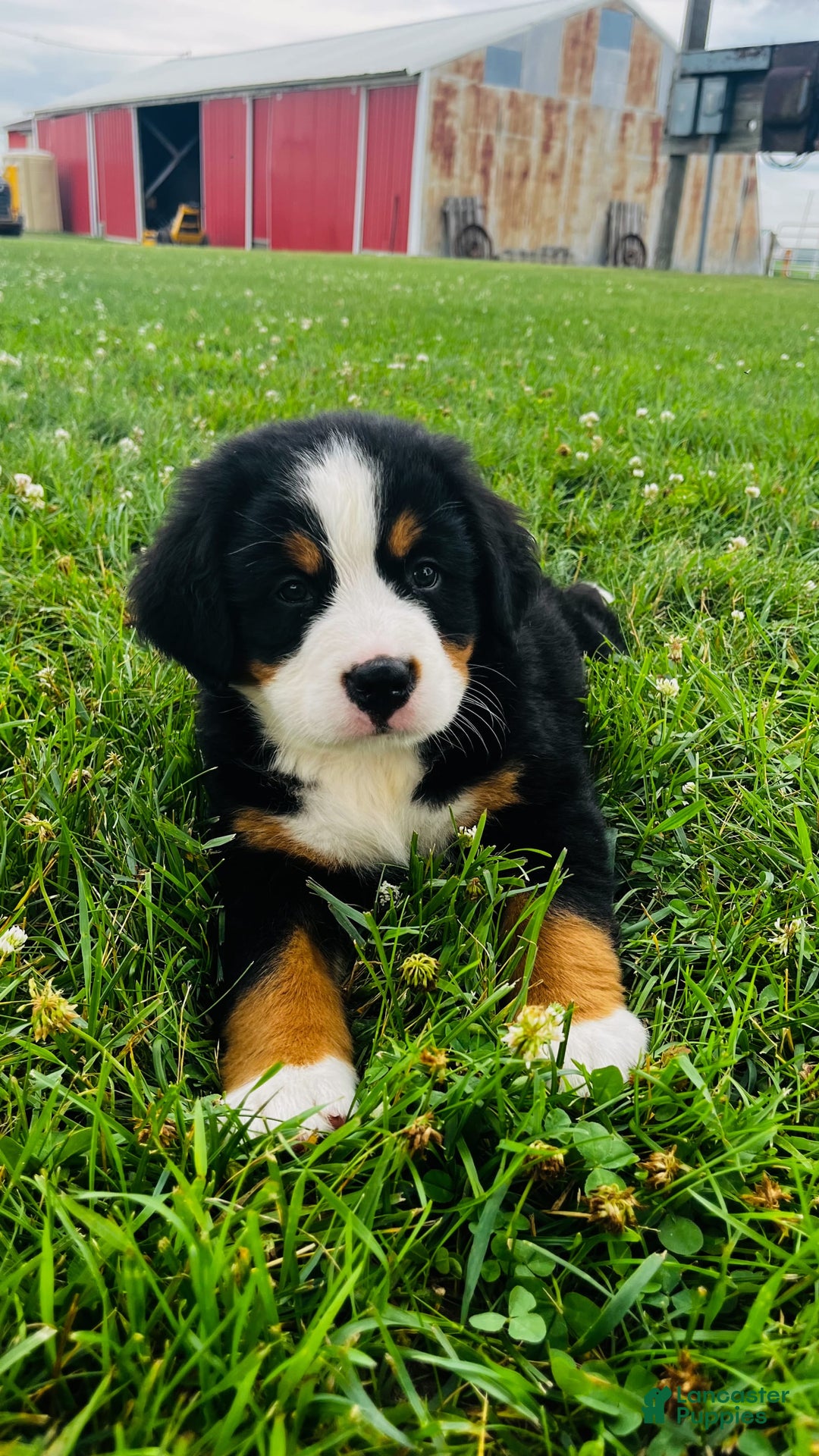Bernese Mountain Dog dogs for sale: Joker - Image 9