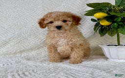 Cockapoo dogs for sale: Butters - Image 2