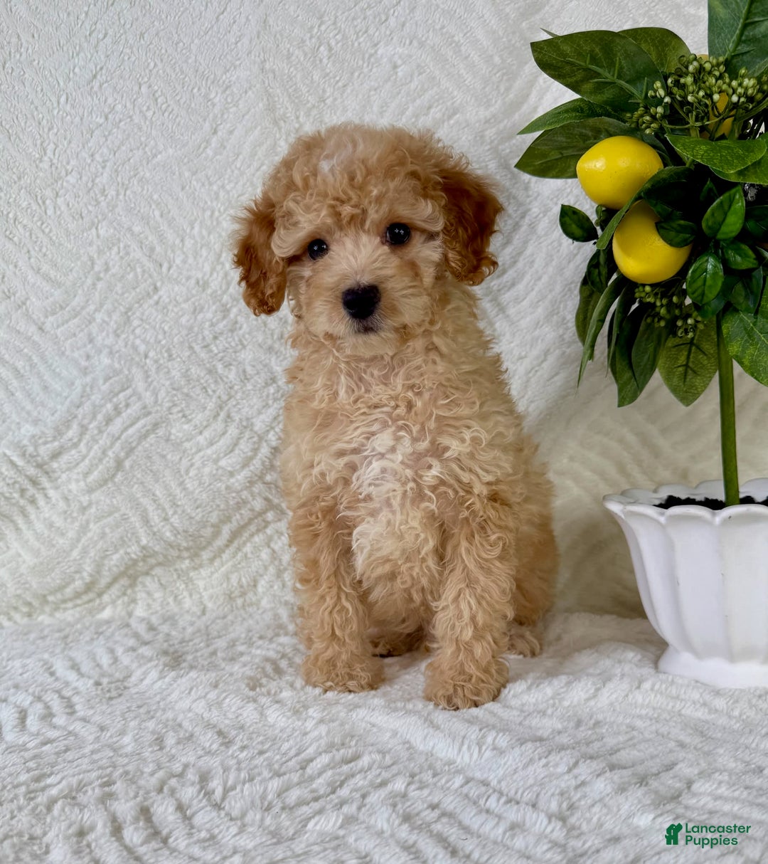 Cockapoo dogs for sale: Butters - Image 2