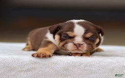 English Bulldog dogs for sale: Theo - Image 3