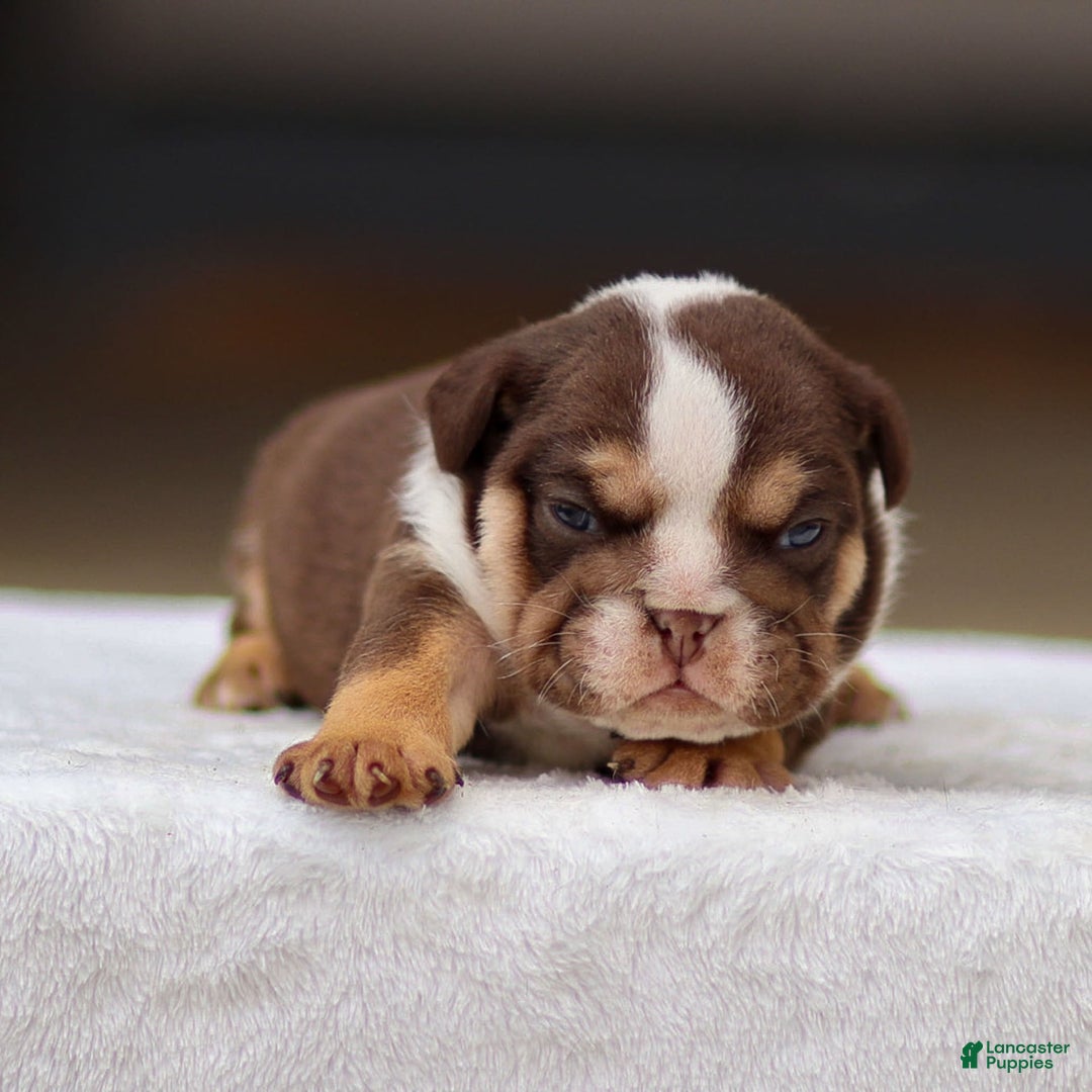 English Bulldog dogs for sale: Theo - Image 3