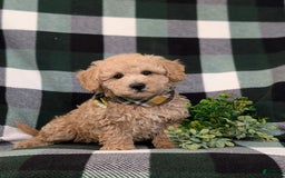 Miniature Poodle dogs for sale: Farley - Image 4