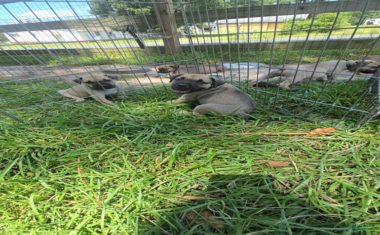 Presa Canario dogs for sale - Ad 1