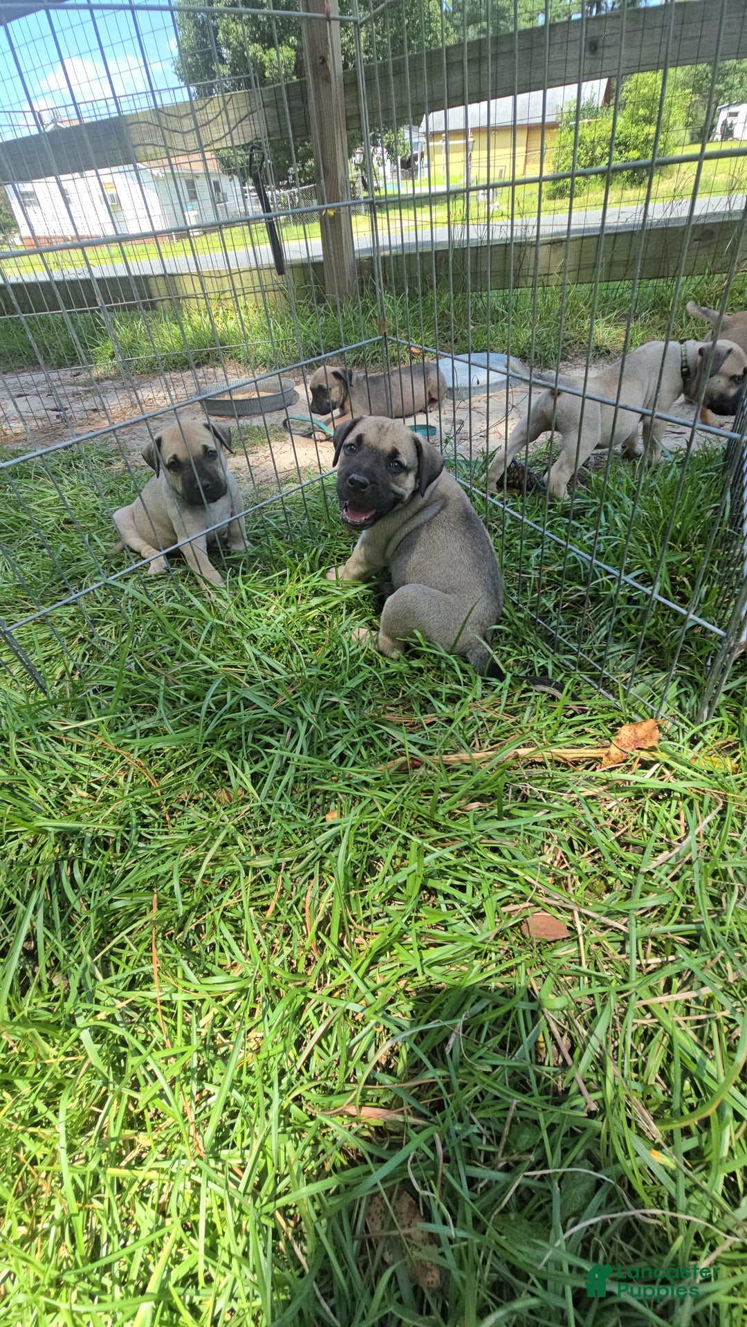Presa Canario dogs for sale: Perro De Presa Canario - Image 1
