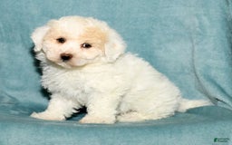 Bichpoo dogs for sale: Micky - Image 3