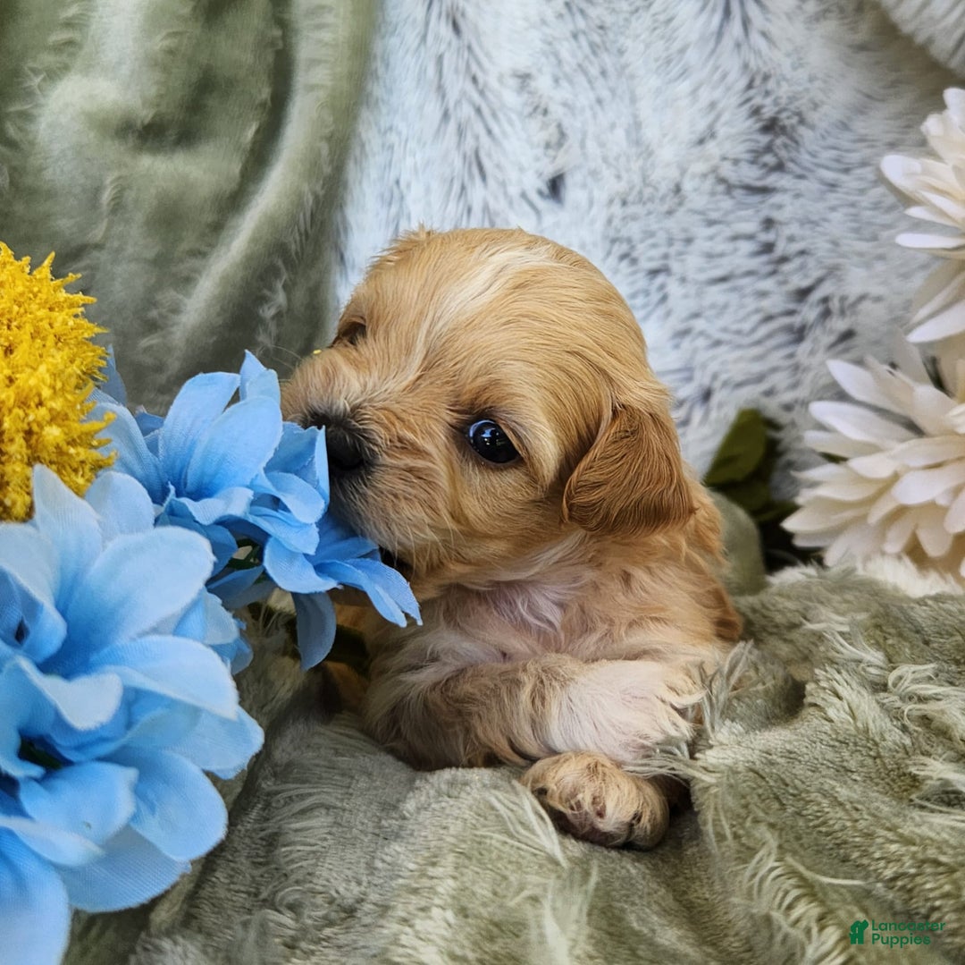 Shihpoo dogs for sale: Maverick - Image 3