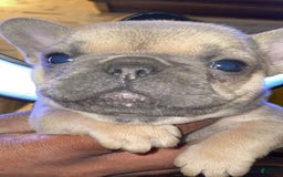 French Bulldog dogs for sale: Zoey - Image 4