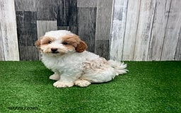 Maltipoo dogs for sale: Jamie - Image 2