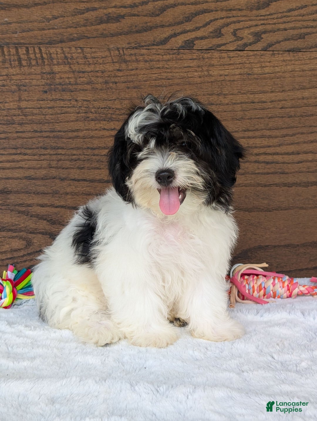 Teddy Bear dogs for sale: Bodie - Image 3