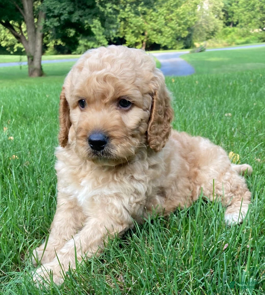 Labradoodle dogs for sale: Rusty - Image 4