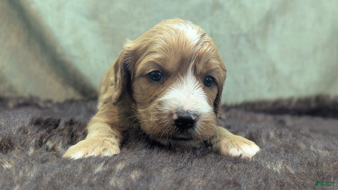 Cavapoo dogs for sale: Henry - Image 12