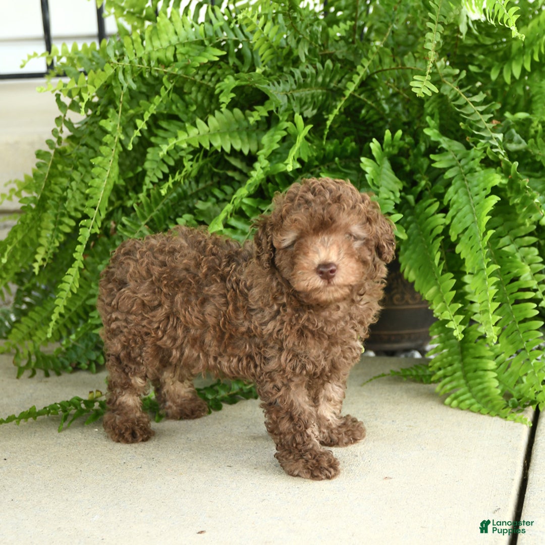 Toy Poodle dogs for sale: Ian - Image 5
