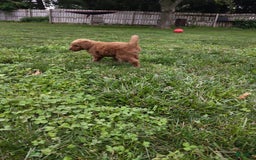 Goldendoodle dogs for sale: Roman - Image 1