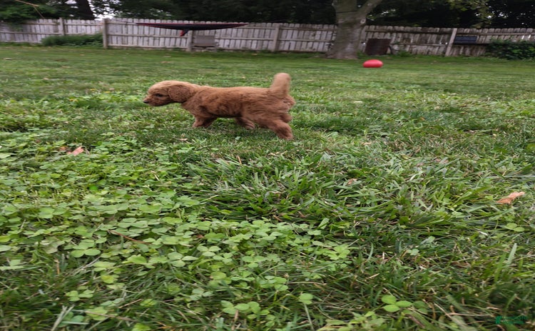 Goldendoodle dogs for sale - Ad 2