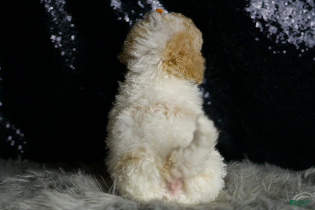 Maltipoo dogs for sale: Kelce - Image 6