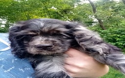 Cocker Spaniel dogs for sale: Oceon - Image 7