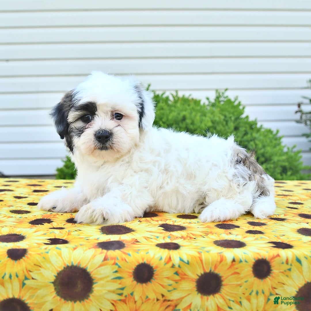 Teddy Bear dogs for sale: Kevin - Image 3