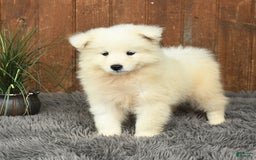 Samoyed dogs for sale: Daisy - Image 4