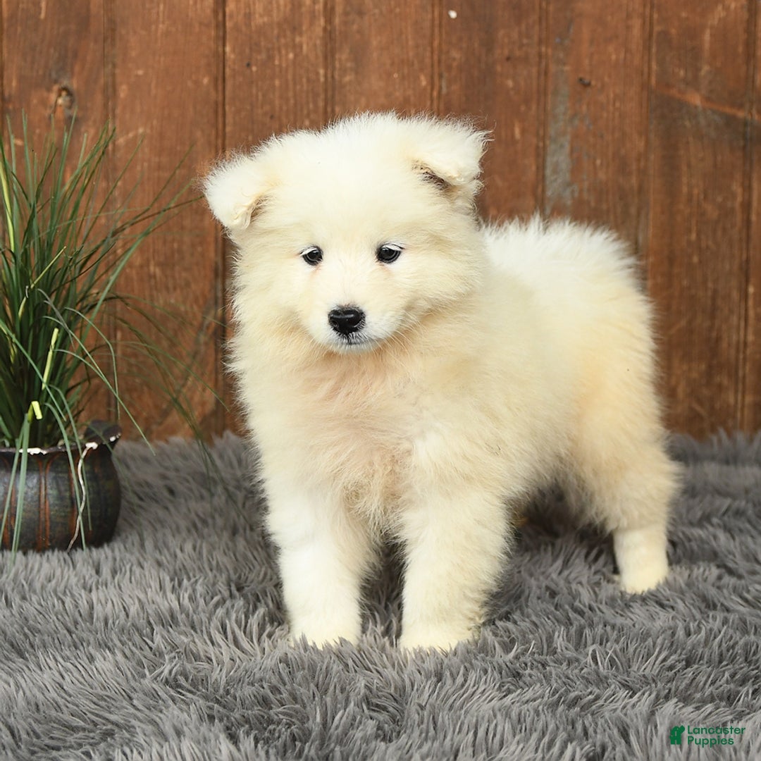 Samoyed dogs for sale: Daisy - Image 4