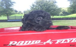 Yorkiepoo dogs for sale: Mack - Image 12