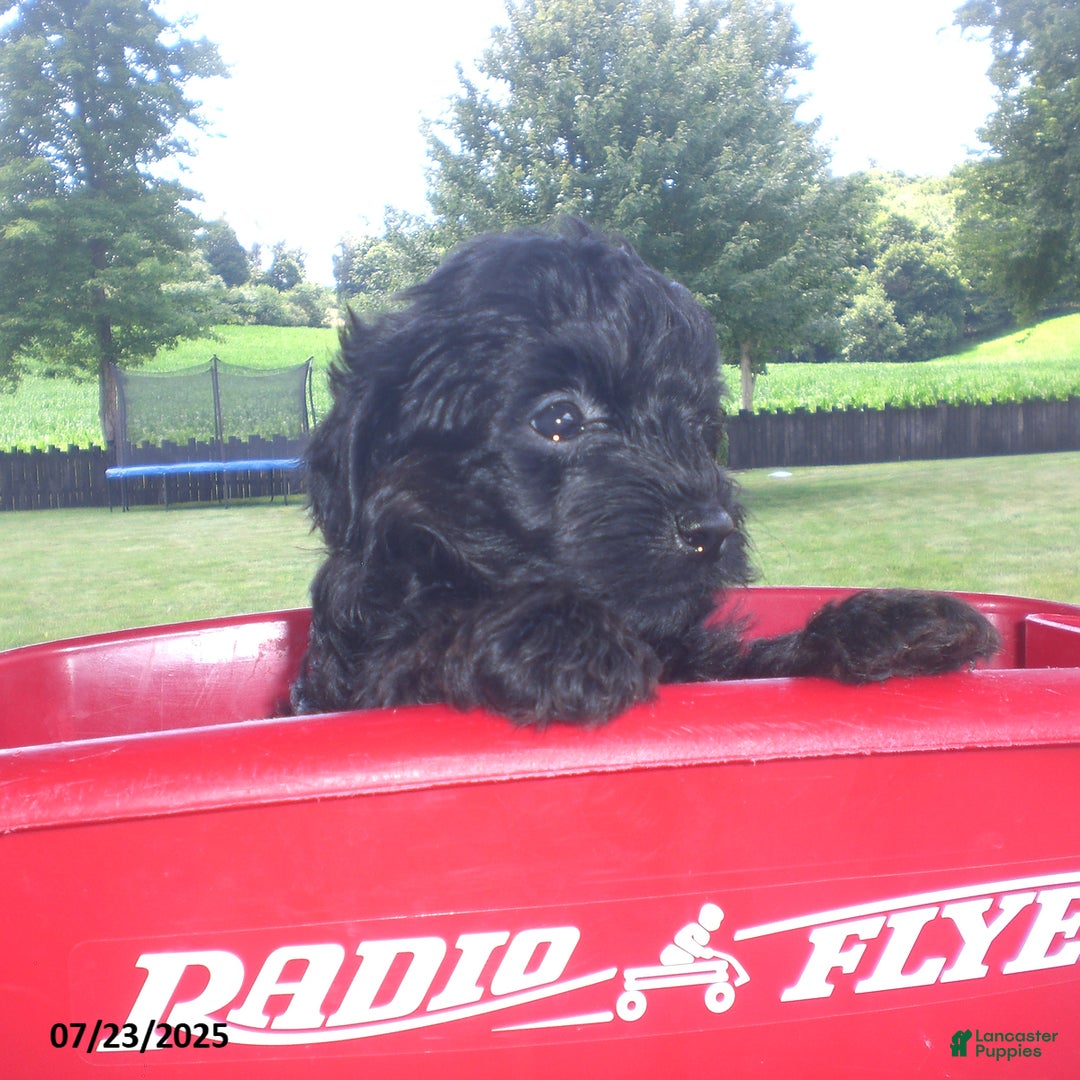 Yorkiepoo dogs for sale: Mack - Image 12