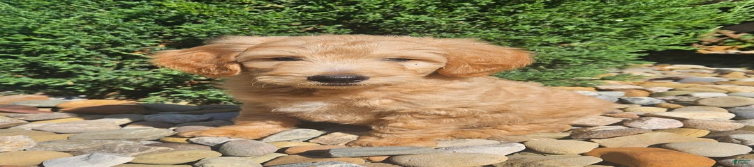 Mud Bud