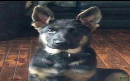 German Shepherd dogs for sale: New Litter Coming I Enclosed Pictures Of Puppies From Our First Litter - Image 6