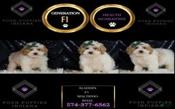 Maltipoo dogs for sale: Aladdin - Image 2