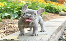 Frenchton dogs for sale: Reuben - Image 1