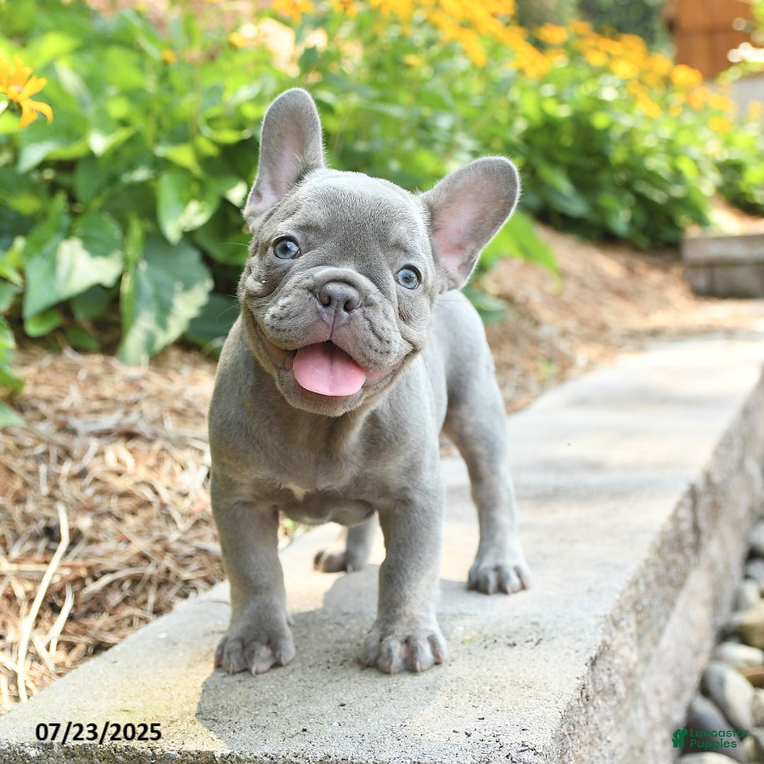 Frenchton dogs for sale: Reuben - Image 1