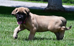 English Mastiff dogs for sale: Vada - Image 9
