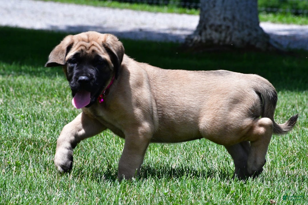 English Mastiff dogs for sale: Vada - Image 9