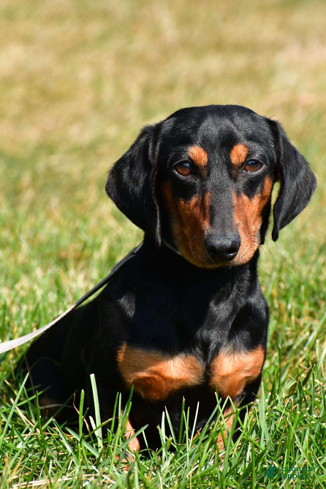 Miniature Dachshund dogs for sale: Isabella - Image 9