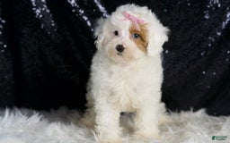 Toy Poodle dogs for sale: Gigi - Image 2