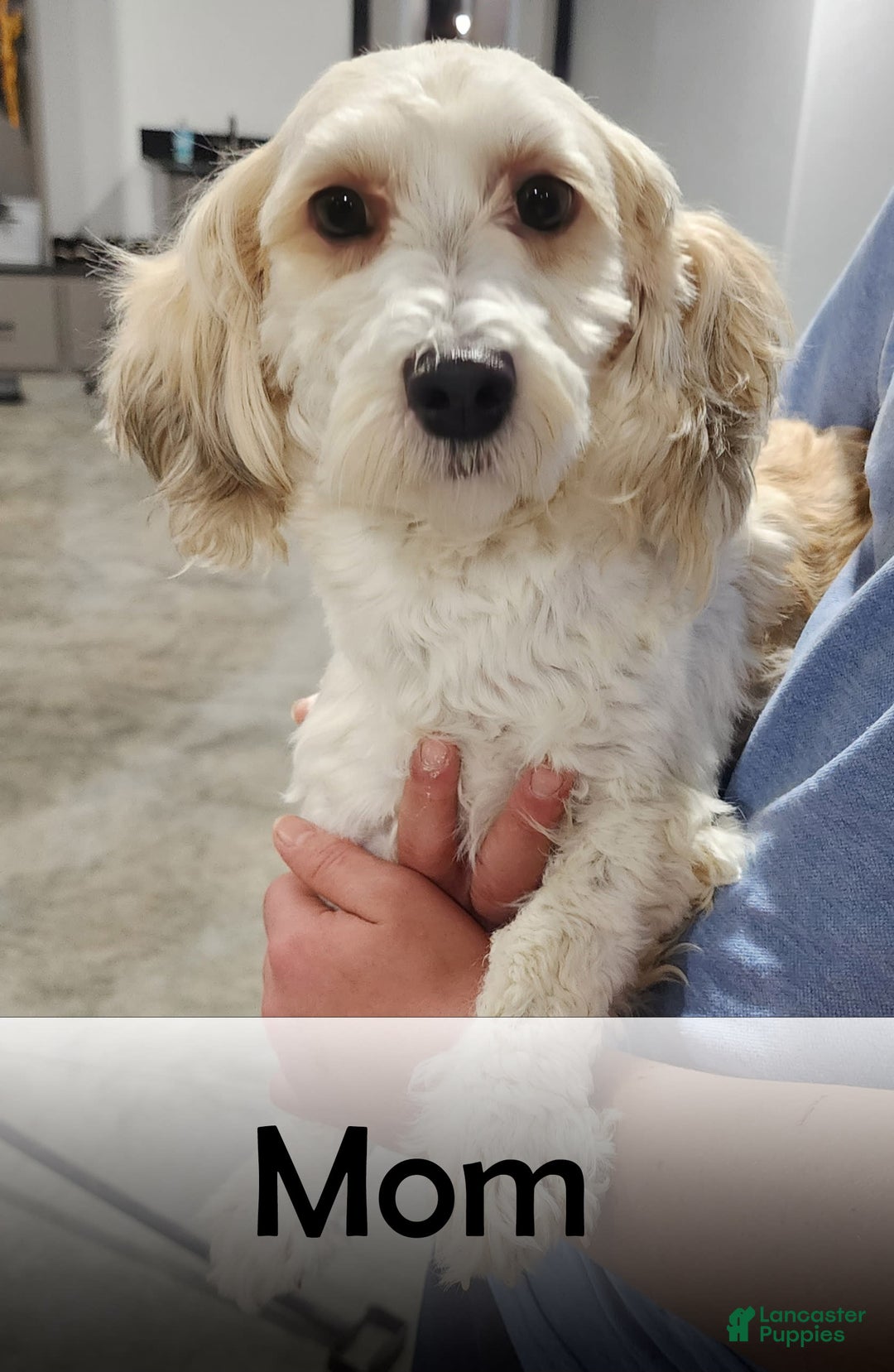 Havanese dogs for sale: Cheyenne - Image 7