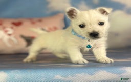 West Highland Terrier dogs for sale: AKC DNA Clear Betty - Image 1