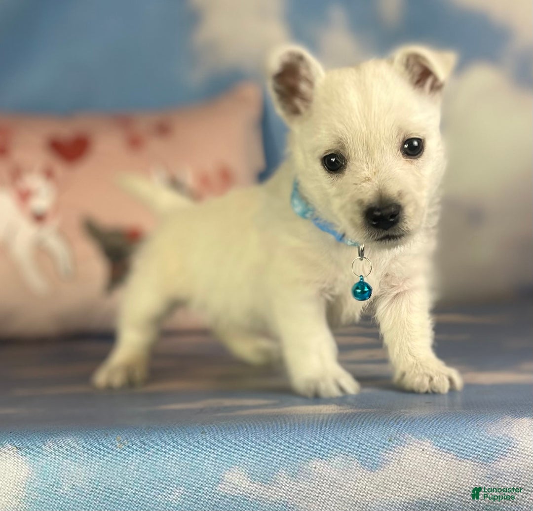 West Highland Terrier dogs for sale: AKC DNA Clear Betty - Image 1