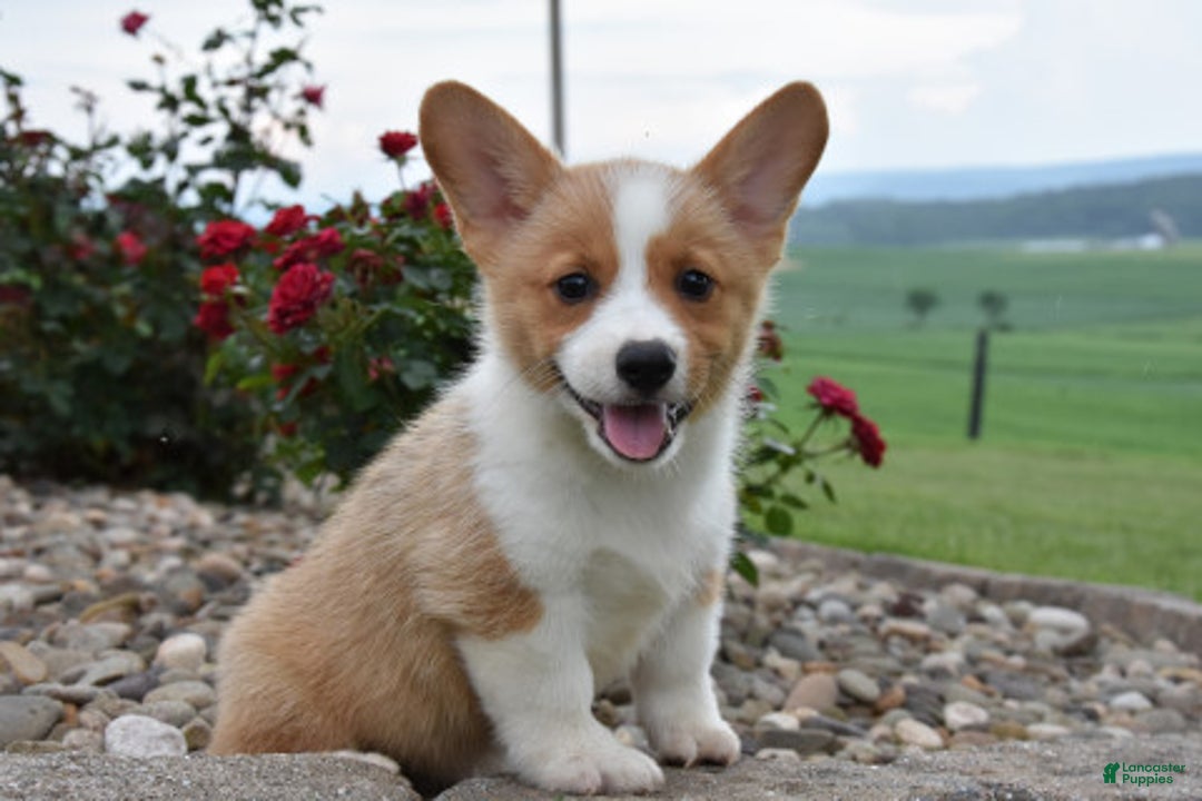 Welsh Corgi Pembroke dogs for sale: Luke - Image 1