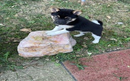 Shiba Inu dogs for sale: Coco Bean - Image 5