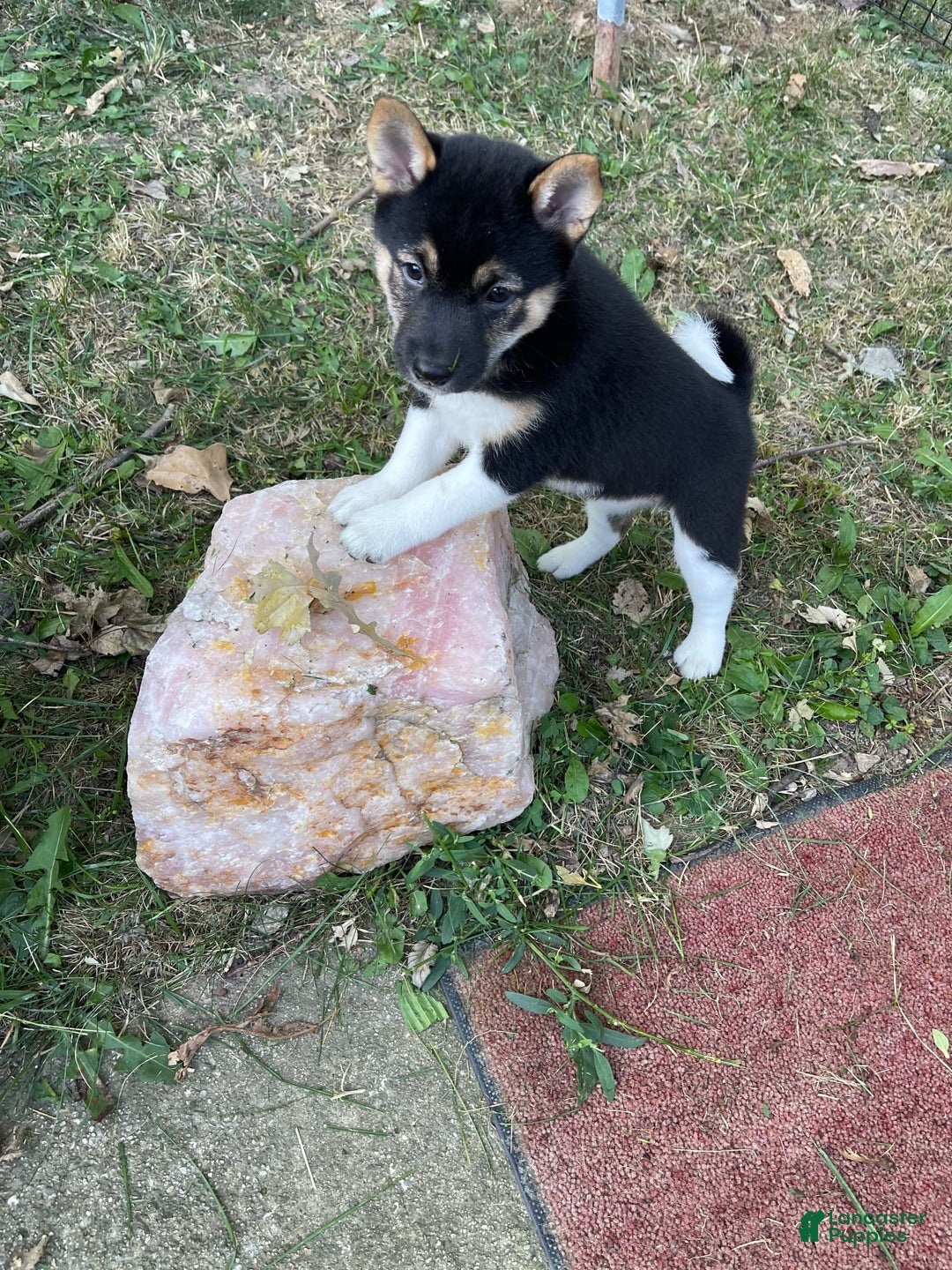 Shiba Inu dogs for sale: Coco Bean - Image 5