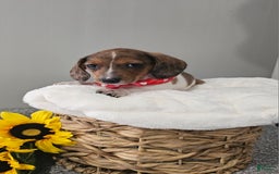 Dachshund dogs for sale: Slinky - Image 13