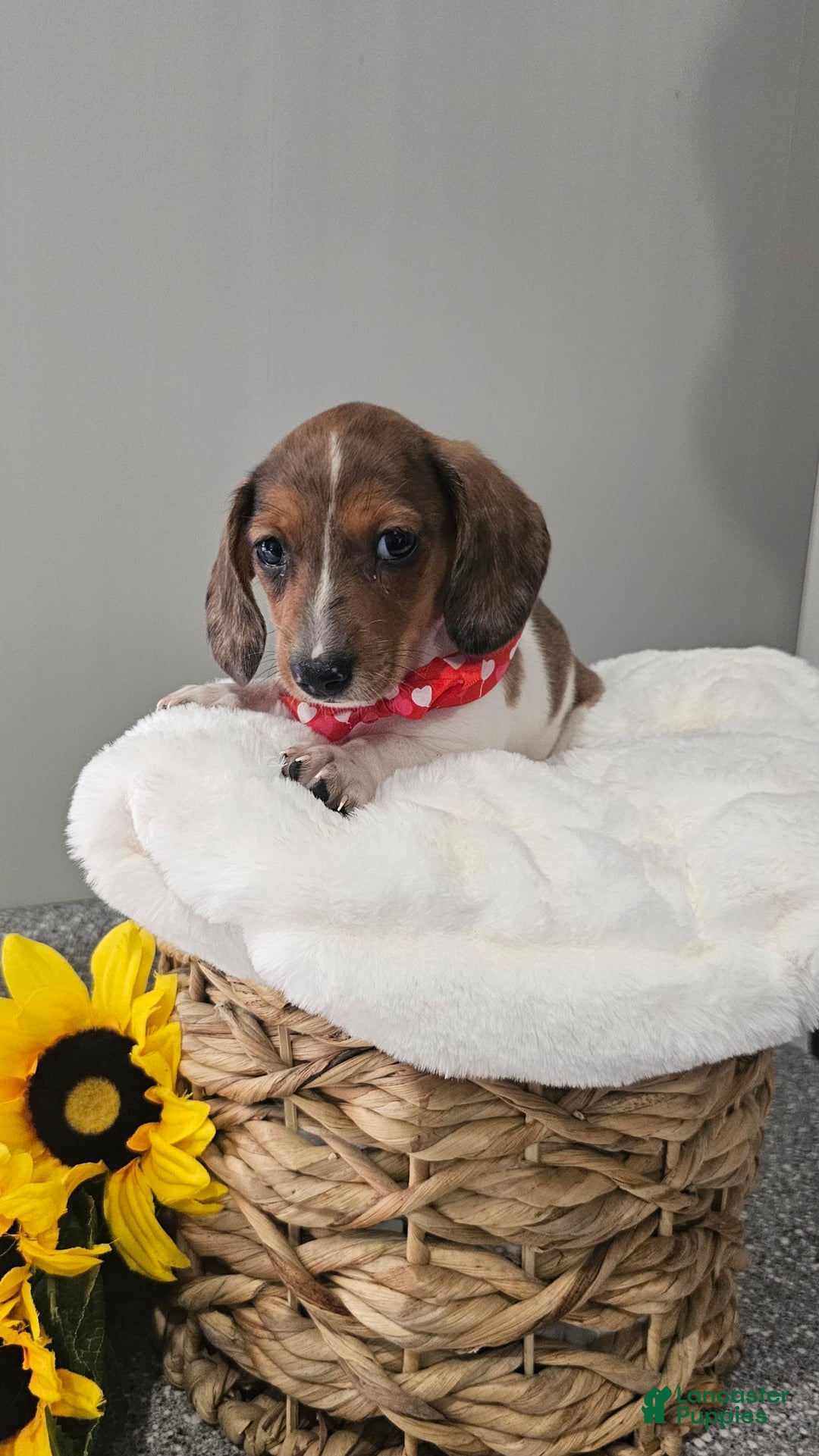 Dachshund dogs for sale: Slinky - Image 13