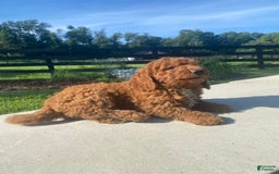 Mini Goldendoodle dogs for sale: Dexter - Image 5