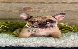 Frenchton dogs for sale: Princess - Image 1