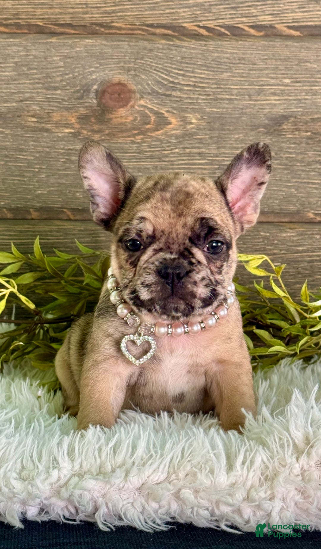 Frenchton dogs for sale: Princess - Image 1